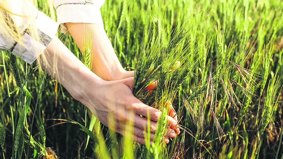 ‘Going organic was a lifestyle change’ Image