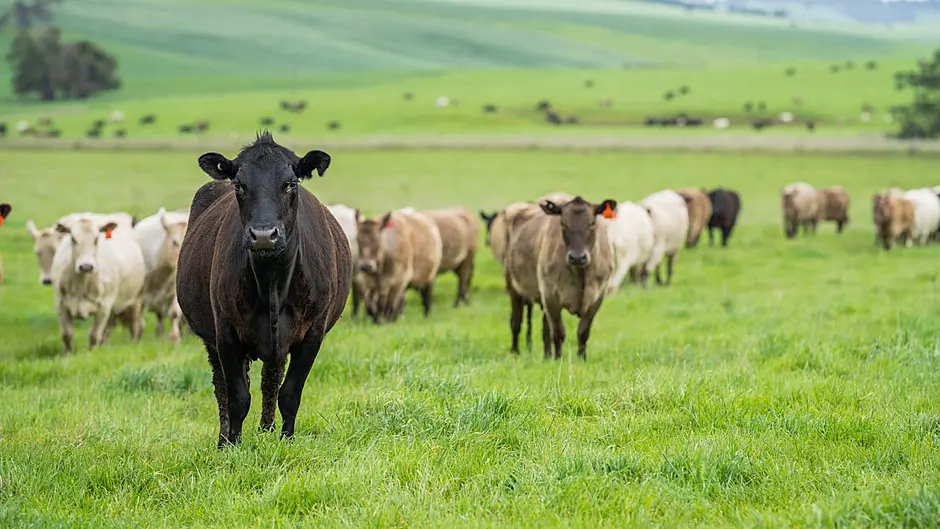 Farmers not to blame for rising prices Image