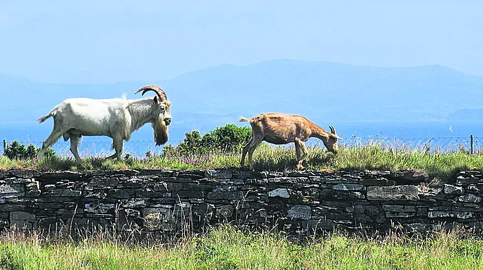 Reader's Picture of the Week Image