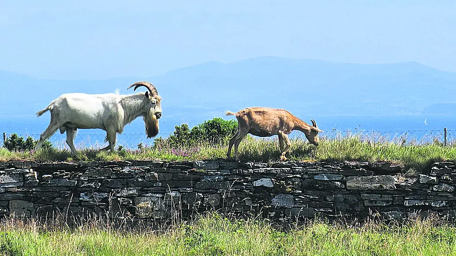 Reader's Picture of the Week Image