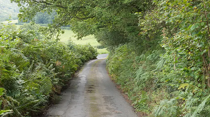 Council’s hedge cutting scheme gets 21 requests Image