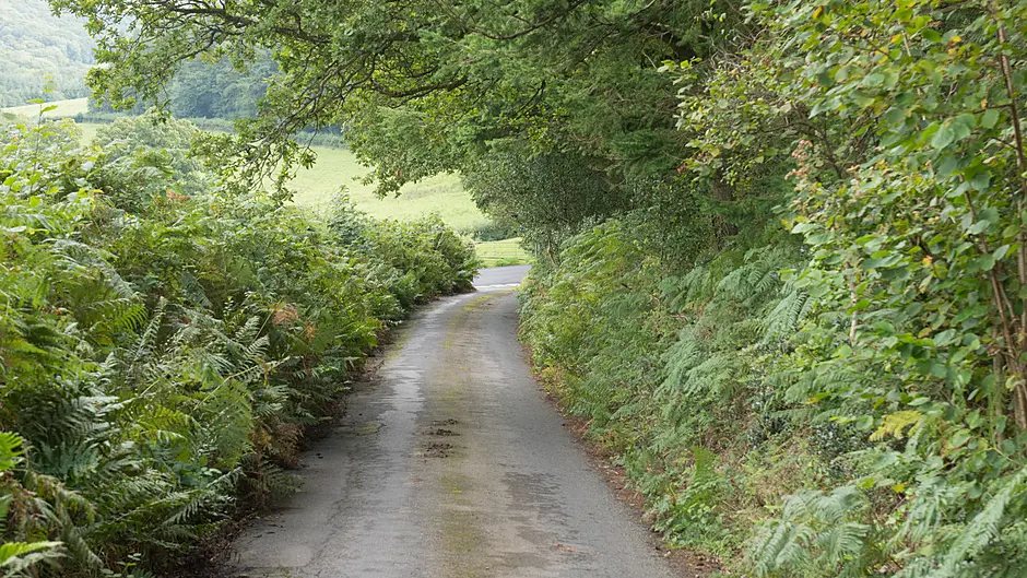 Council’s hedge cutting scheme gets 21 requests Image