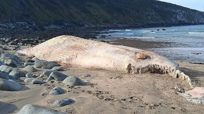 Large Fin Whale carcass washed up on Barleycove Beach Image