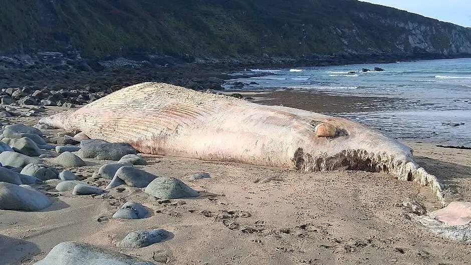 Large Fin Whale carcass washed up on Barleycove Beach Image