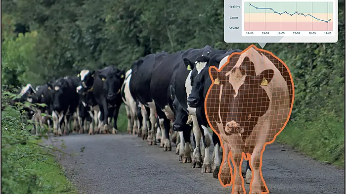 WATCH: Do you need an extra set of eyes on your cows? - Find help at the Ploughing! Image