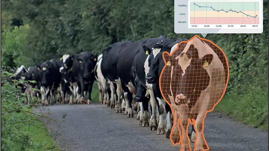 WATCH: Do you need an extra set of eyes on your cows? - Find help at the Ploughing! Image
