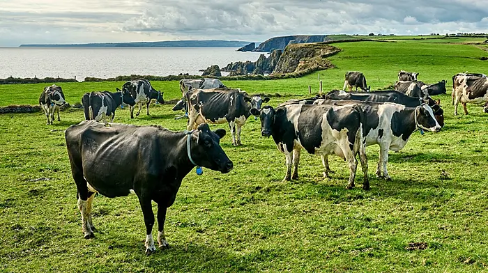 Farm Assist and the Rural Social Scheme Image