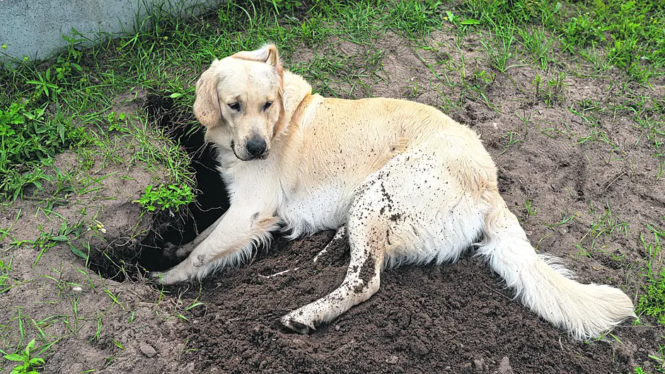 WOMAN ON THE VERGE: Digging ourselves out of a hole Image