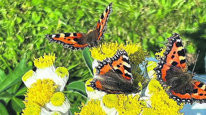 Reader’s Picture of the Week Image