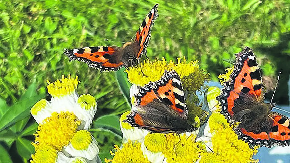 Reader’s Picture of the Week Image