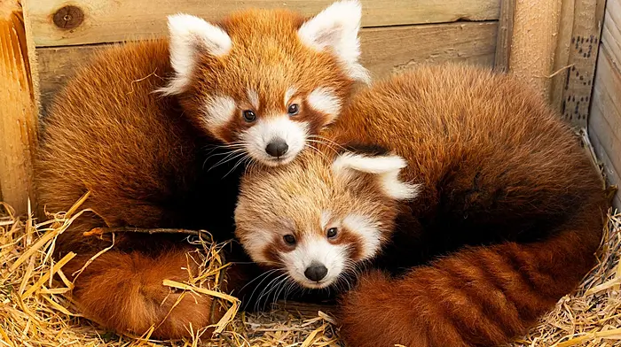 Fota Wildlife Park reveals names of endangered Red Panda Cubs Image