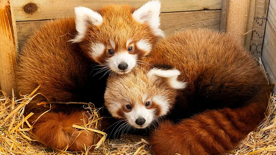 Fota Wildlife Park reveals names of endangered Red Panda Cubs Image