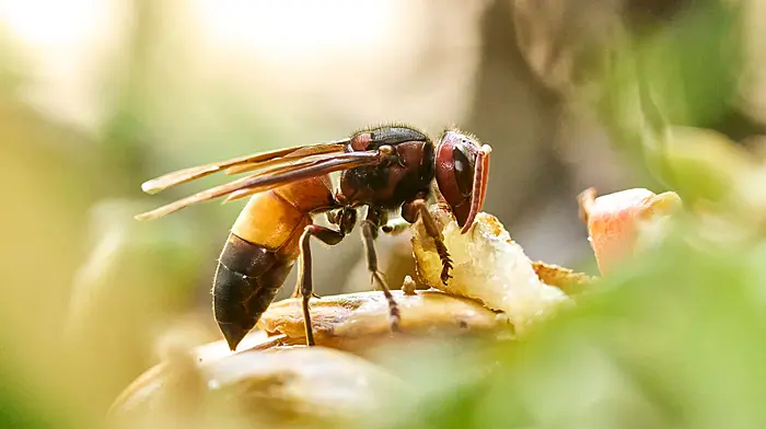 West Cork expert on hornet fact-finding mission Image