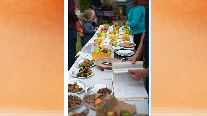 Celebrate autumn at the 2025 Harvest Fest Image