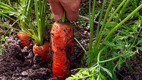 GARDENING: Winding down and tidying up Image