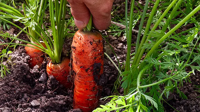 GARDENING: Winding down and tidying up Image
