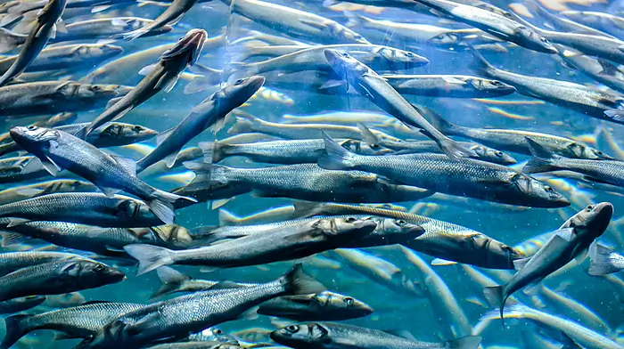 Fishing ban is not tough enough warns Save Our Sprat in Bantry Image