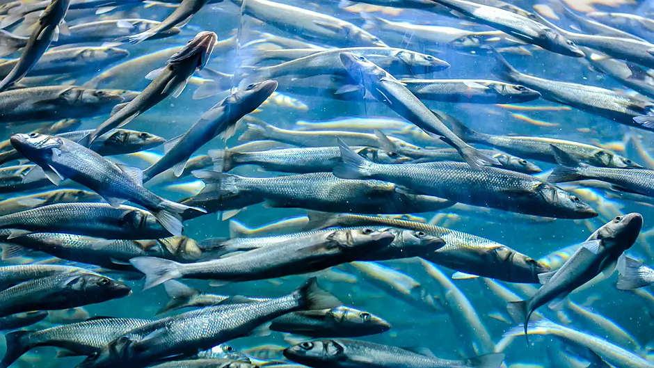 Fishing ban is not tough enough warns Save Our Sprat in Bantry Image