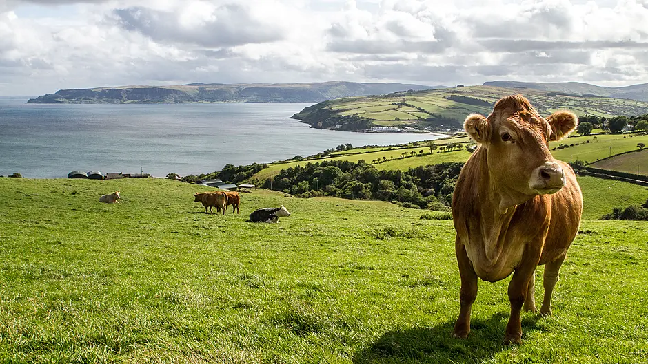 EPA reports a clean bill of health for Carbery Co-op Image