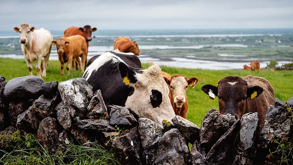 ‘Worrying drop’ in agri science Image
