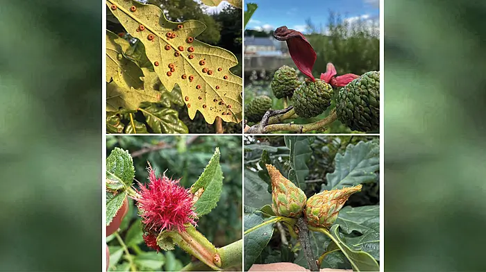 WILDLIFE: Having a gall: nature’s tiny architects Image