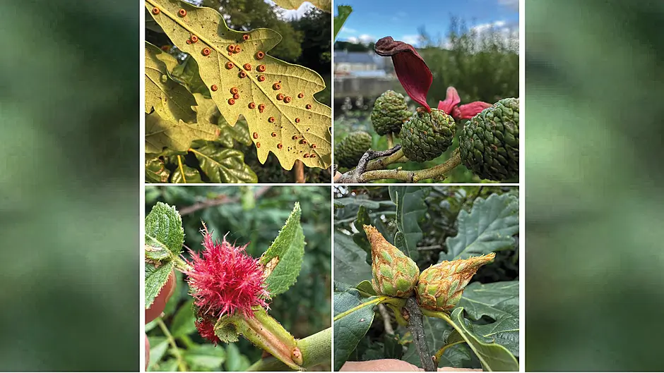 WILDLIFE: Having a gall: nature’s tiny architects Image