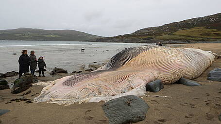 Cork County Council considers burying or burning whale carcass Image