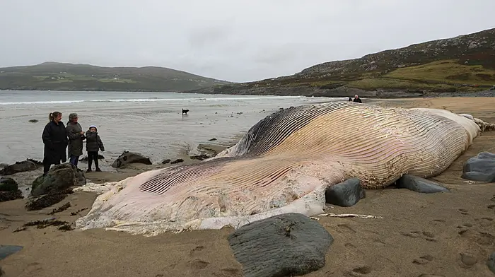 Cork County Council considers burying or burning whale carcass Image