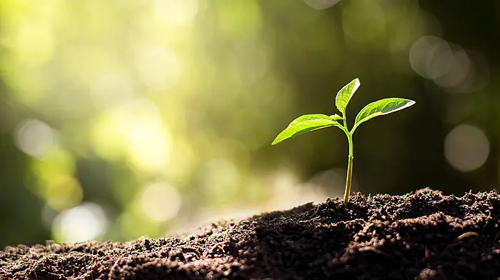 Free saplings for Tree Day Image