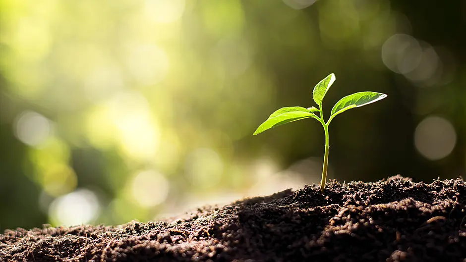 Free saplings for Tree Day Image