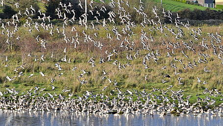 State pays €800,000 to secure unique 98-acre heritage site at White’s Marsh Image