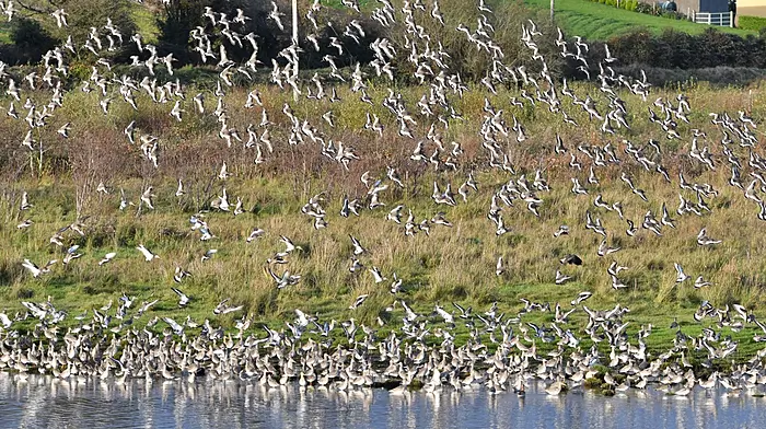 State pays €800,000 to secure unique 98-acre heritage site at White’s Marsh Image