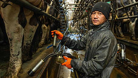 Are foreign workers the answer to the Irish dairy labour crisis? Image