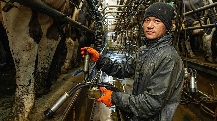 Are foreign workers the answer to the Irish dairy labour crisis? Image