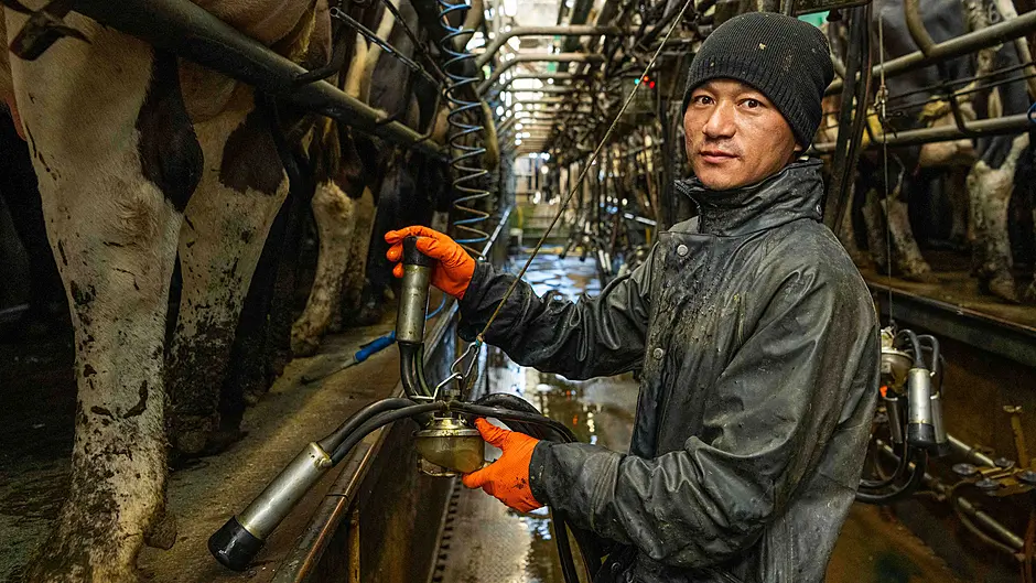 Are foreign workers the answer to the Irish dairy labour crisis? Image