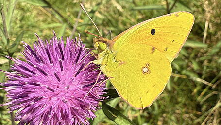 WILDLIFE: Changing wildlife in a changing climate? Image