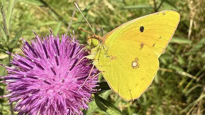 WILDLIFE: Changing wildlife in a changing climate? Image