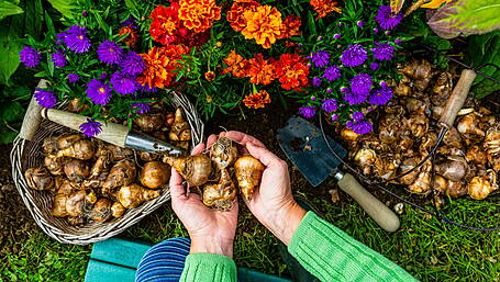 HOME & GARDEN: Your guide to planting bulbs this autumn Image