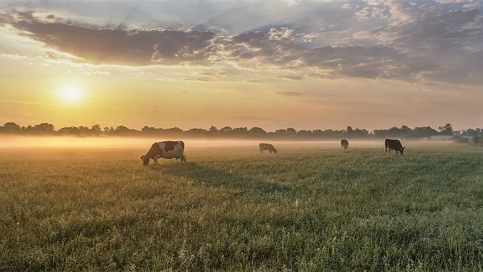 Renewed hope for Irish farming must be followed with focus in 2025 Image