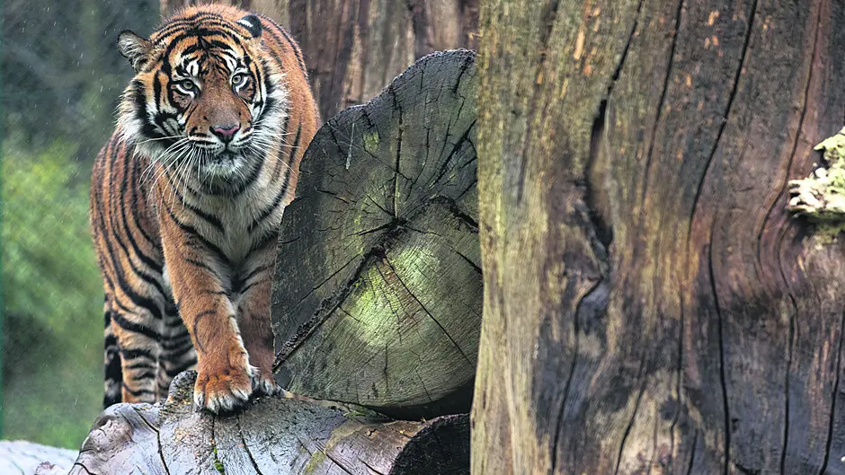 Happy tale as 2025 will be the year of the tiger at Fota Image