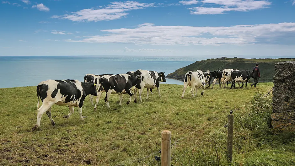 Dairy exports worth €6.3bn in 2024, Bord Bia export report reveals Image