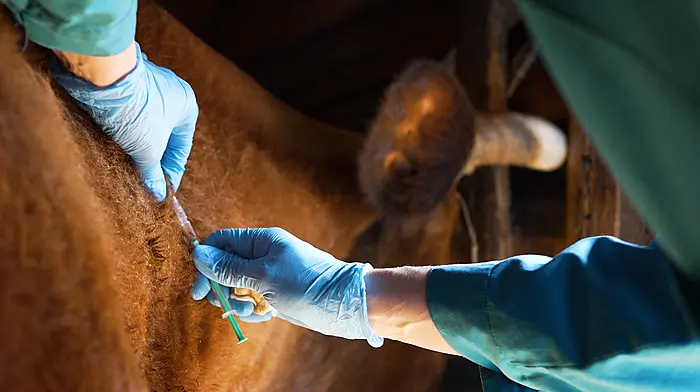 Farmers are on red alert for foot and mouth risks Image
