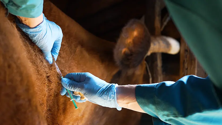 Farmers are on red alert for foot and mouth risks Image