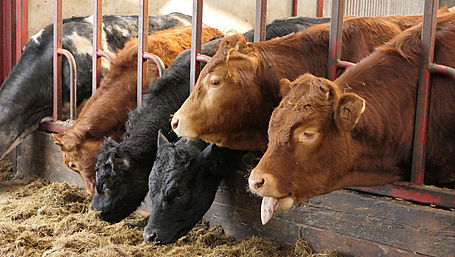 CalfCare roadshow kicks off in West Cork Image