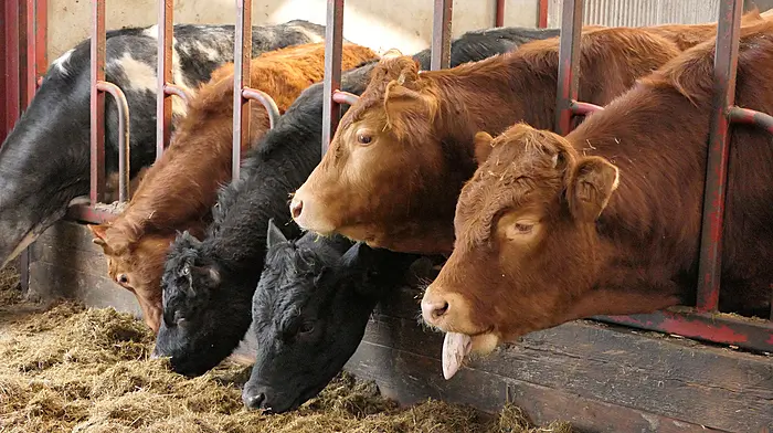 CalfCare roadshow kicks off in West Cork Image