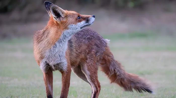GARDENING: Sniffing out nature in West Cork Image