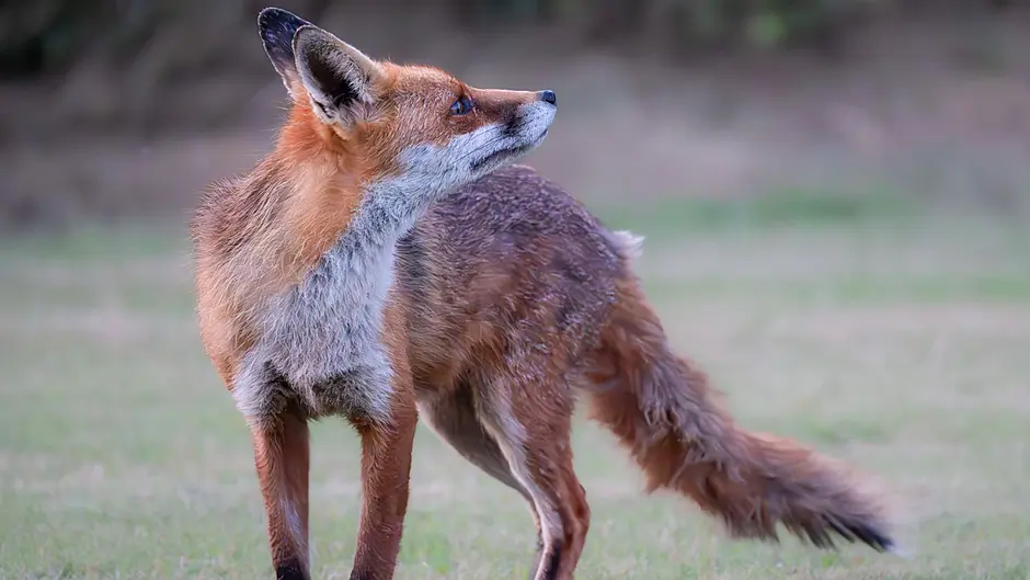 GARDENING: Sniffing out nature in West Cork Image