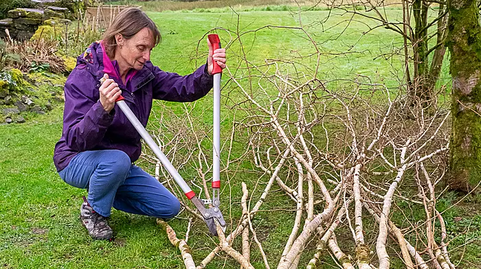 GARDENING: Keep busy during the big chill Image