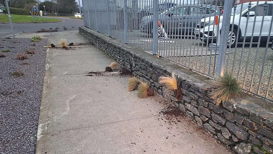 Anger as planting is vandalised in Skibbereen Image