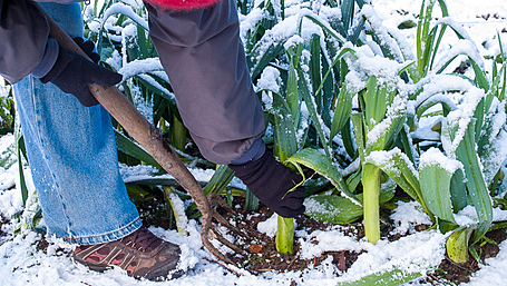 GARDENING: Early bulbs a sign of spring approach Image